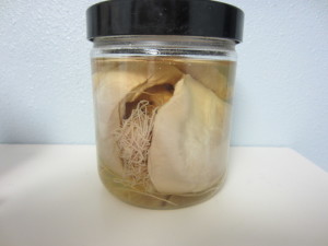 The preserved heart of a dog that died of heartworm disease.
