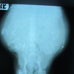 X-Ray of Shorty's stomach. Can you see all three puppies?