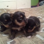 Shorty's Adorable Puppies!