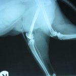 X-ray after repair