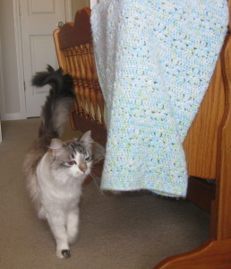 Cleo checking out a baby blanket.
