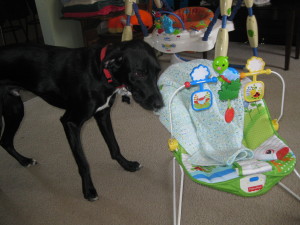 Plato checking out the baby gear.  He looks nervous here because I pointed the camera at him.  Apparently he's camera-shy.