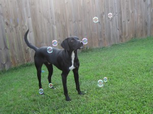 Waiting for the right moment to snatch that bubble!