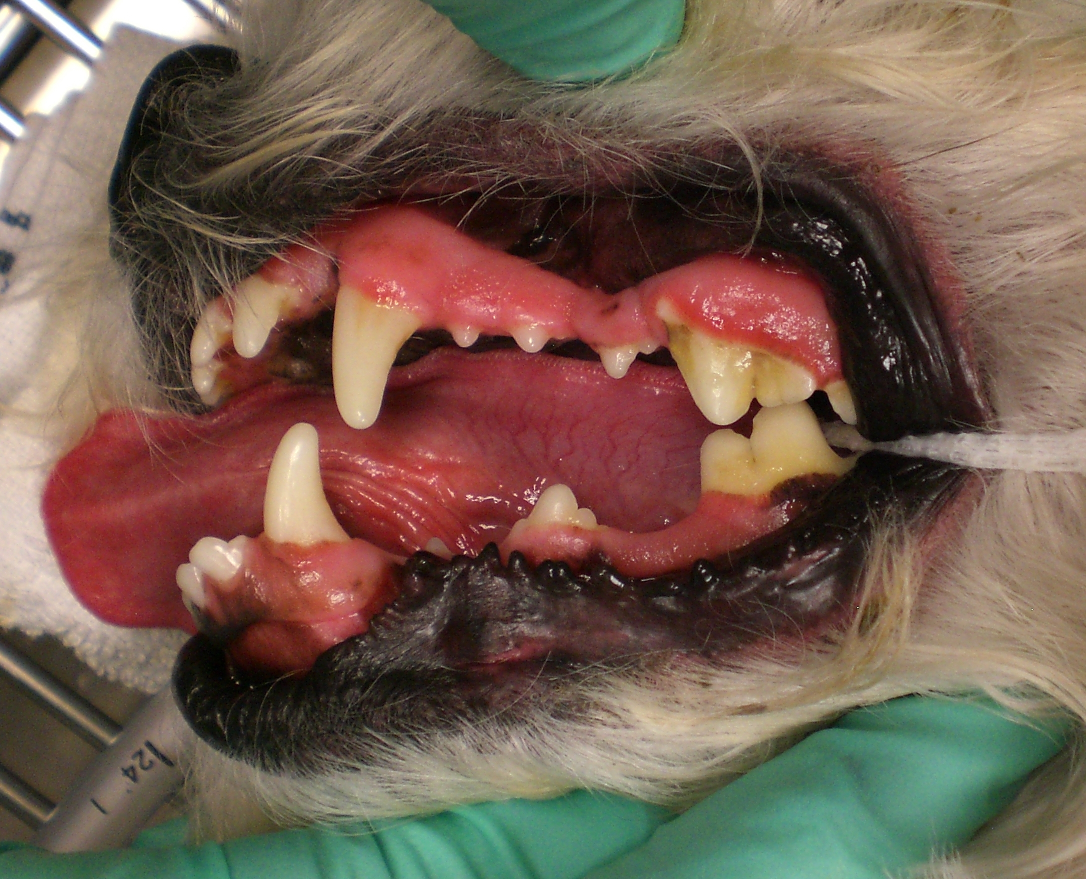 What color should my dog's gums be?