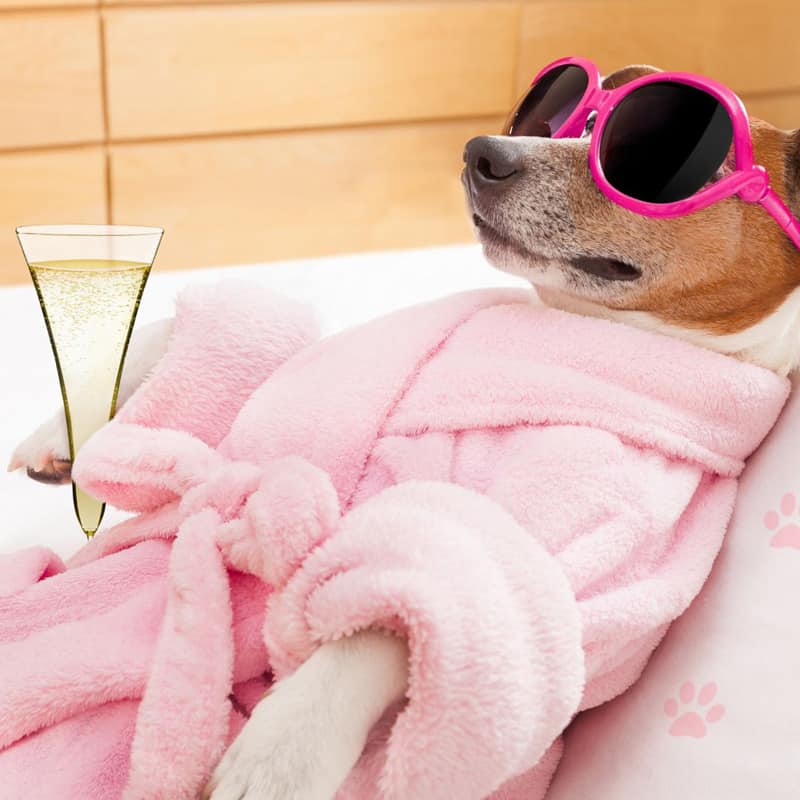 Dog with pink sun glasses