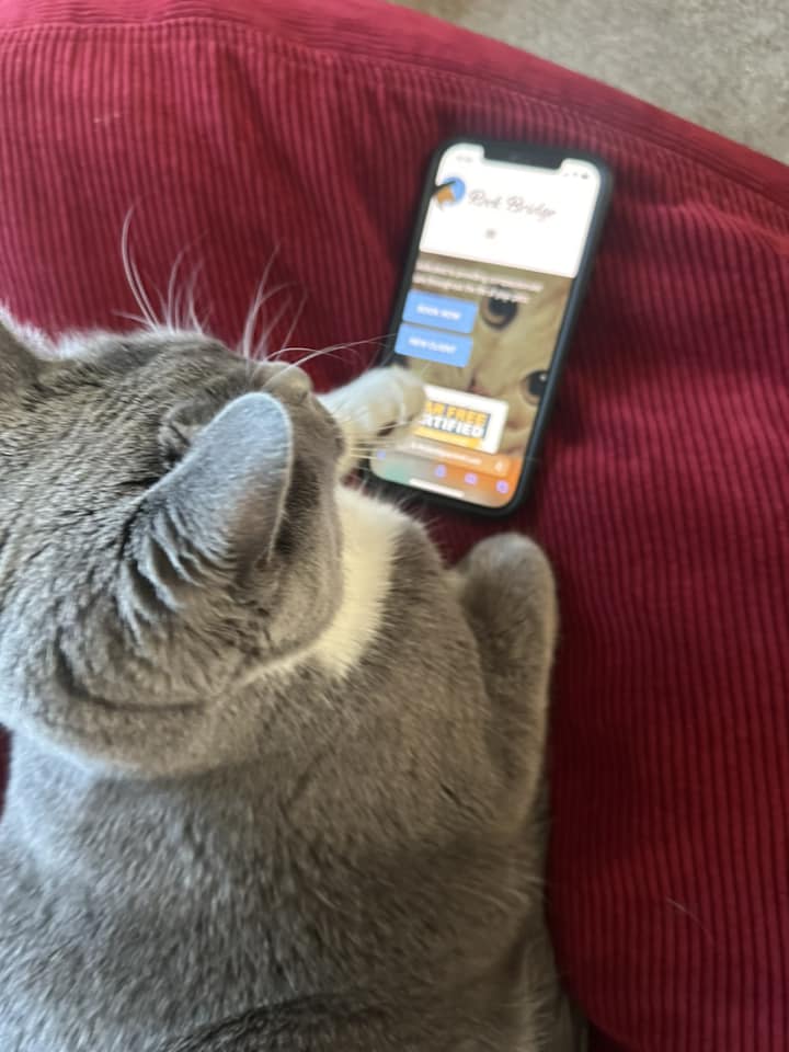 Cat on a phone