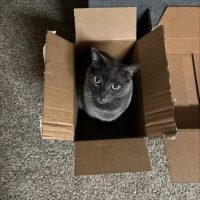 Carbon the cat in a box