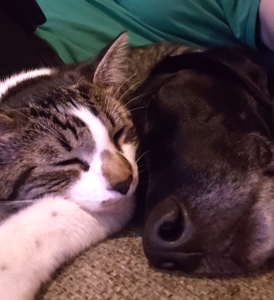 cat and dog