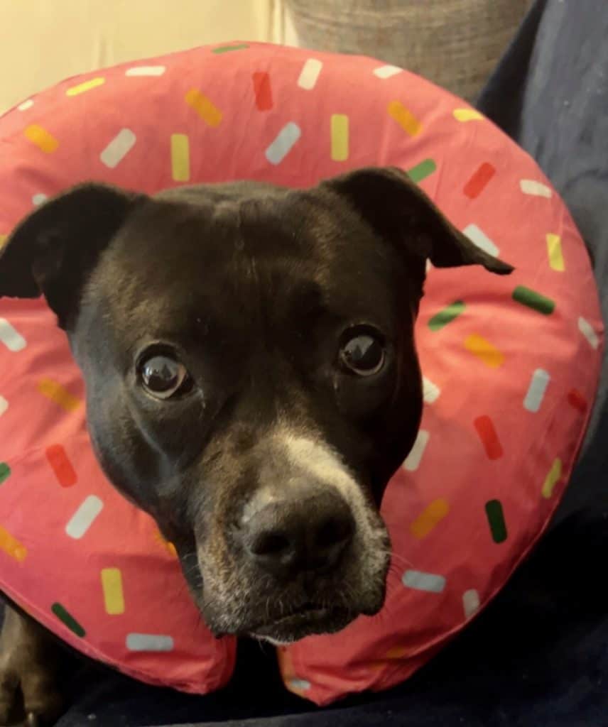 Bader with donut pillow