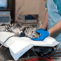 cat in surgery